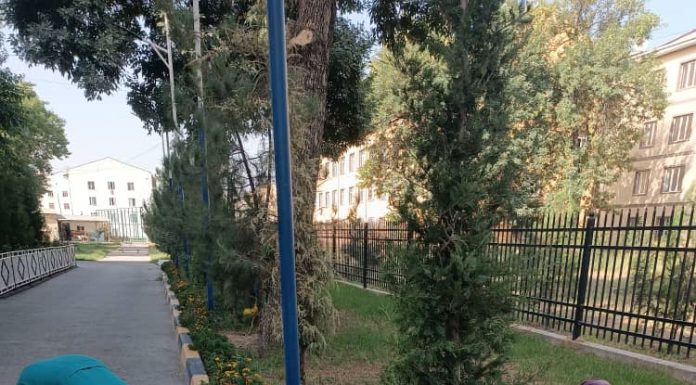 ЗЕБОПАРАСТӢ