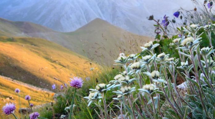 КОНФЕРЕНСИЯИ ҶУМҲУРИЯВИИ ИЛМИЮ АМАЛИРО ДАР МАВЗУИ «ФЛОРАИ ТОҶИКИСТОН – САРЧАШМАИ БОЭЪТИМОДИ ТАҲИЯИ МАВОДИ ДОРУВОРӢ»